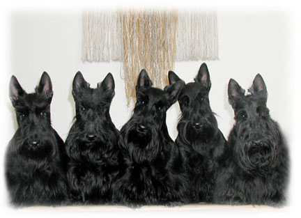 our scotties